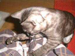 �W�����܂����Ă����B