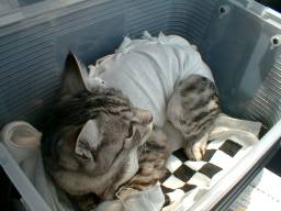 �A��r���B�@�Ԃ̒��̒t�H�����B