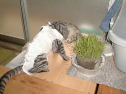 �L����H�ׂ�t�H�����B