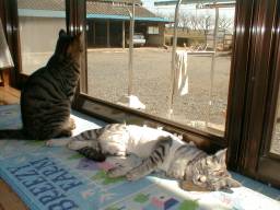 �L������O�������N�ƁA�Q�Ă���t�H�����B