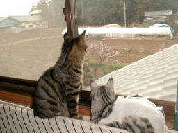 ��K�̑�����O�������N�ƒt�H�����B