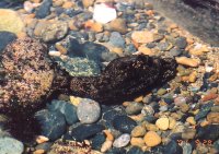 �E�~�E�V�I�̒��� 20 cm �قǁB