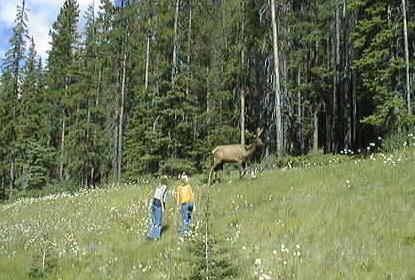 elk