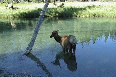 elk