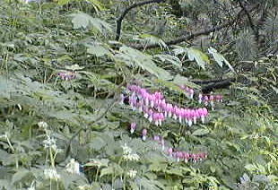 Bleeding Heart