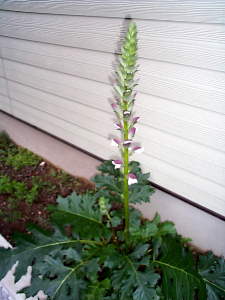 acanthus