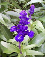 salvia