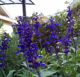 salvia