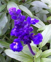 salvia