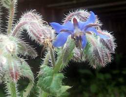 borage