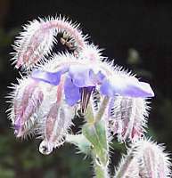 borage