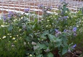 borage