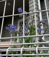 borage