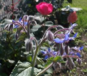 borage