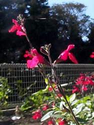 salvia