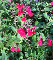 salvia