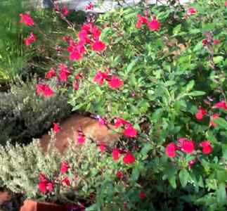 salvia