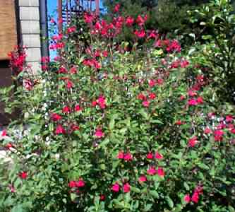 salvia