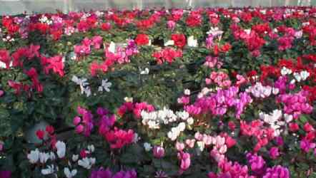 cyclamen