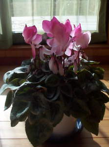 cyclamen