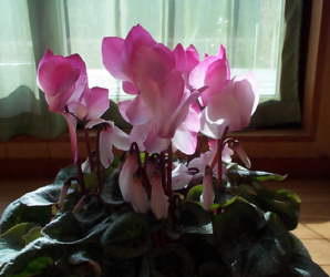 cyclamen