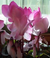 cyclamen