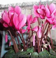 cyclamen