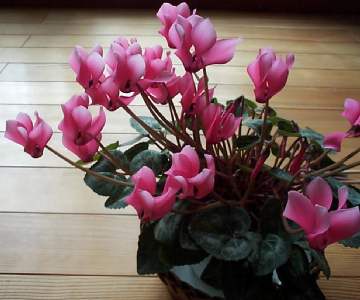 cyclamen