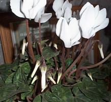 cyclamen