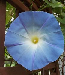 ipomoea