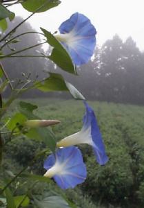 ipomoea