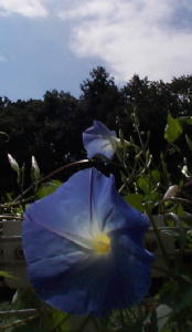 ipomoea