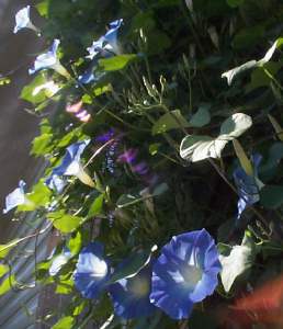 ipomoea