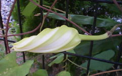 ipomoea