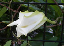 ipomoea