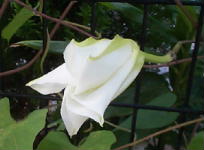 ipomoea