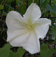 ipomoea