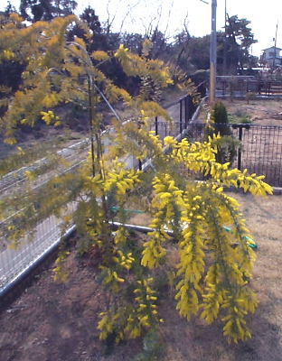 mimoza
