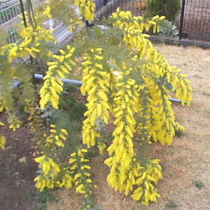 mimoza