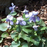 sumire