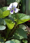 sumire