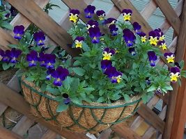 viola