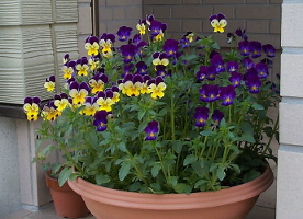viola