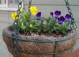 viola