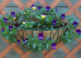 viola
