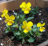 viola