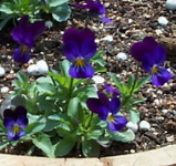 viola