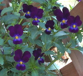 viola