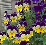viola