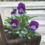 viola